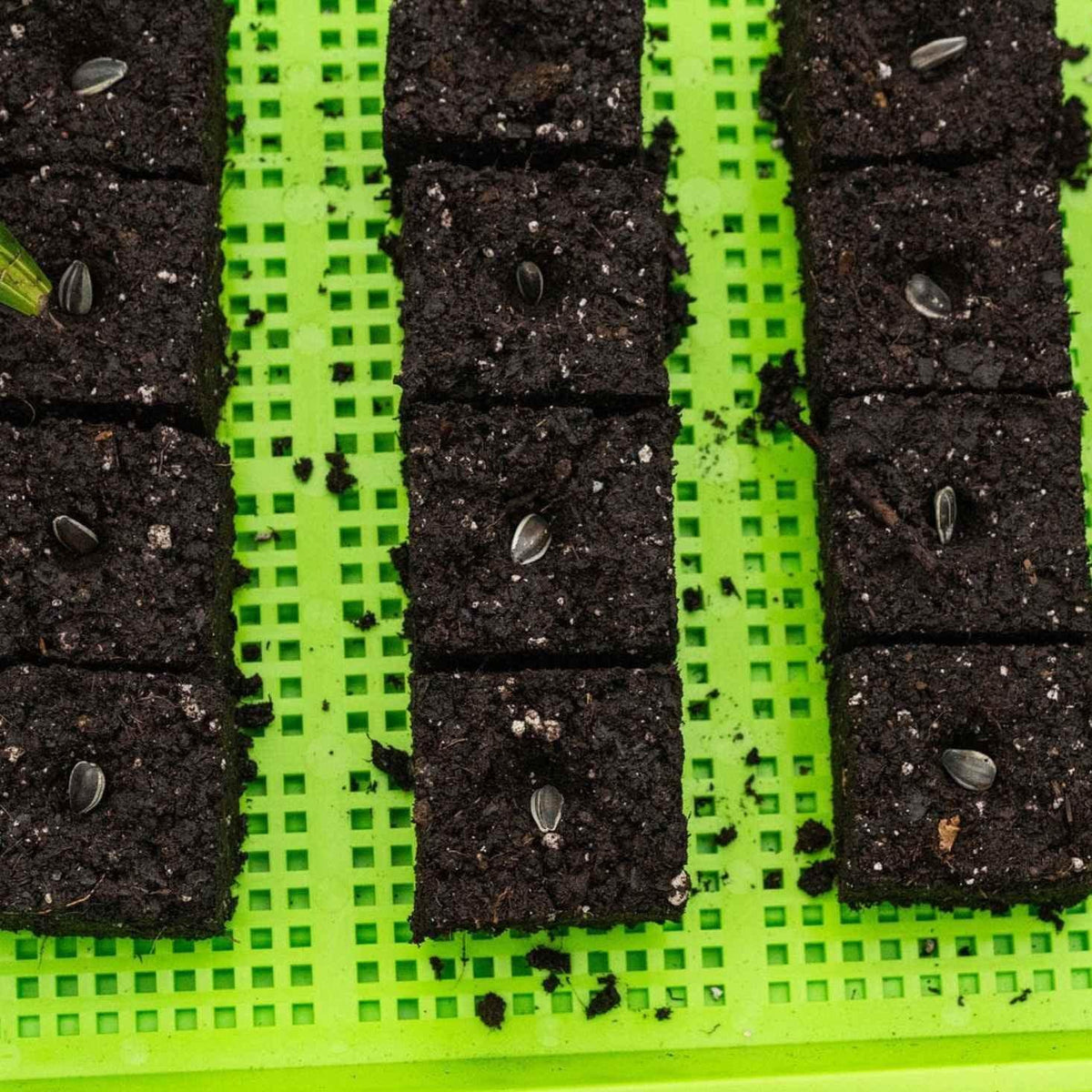 Bootstrap Farmer Soil Blocking Starter Kit