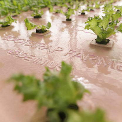 Bootstrap Farmer Deep Water Greens Raft
