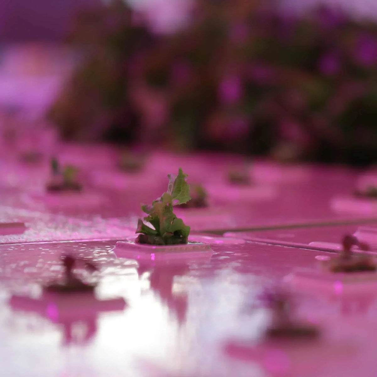 Bootstrap Farmer Deep Water Greens Raft