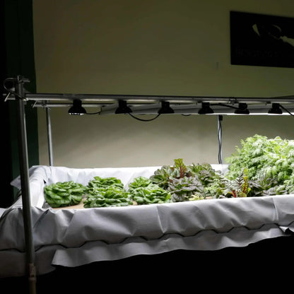 Bootstrap Farmer Deep Water Culture (DWC) Kit
