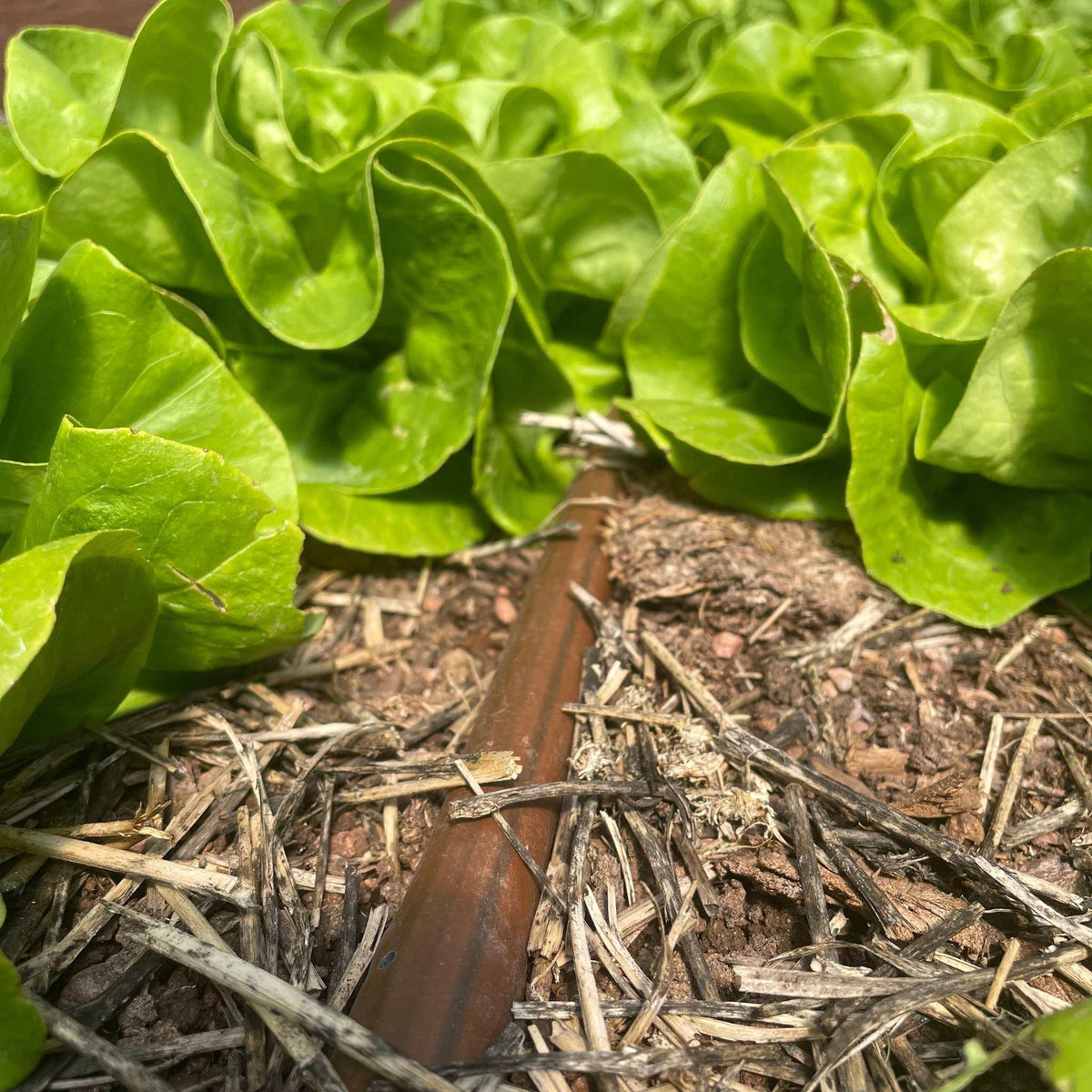 Bootstrap Farmer Greenhouse Drip Irrigation Kit