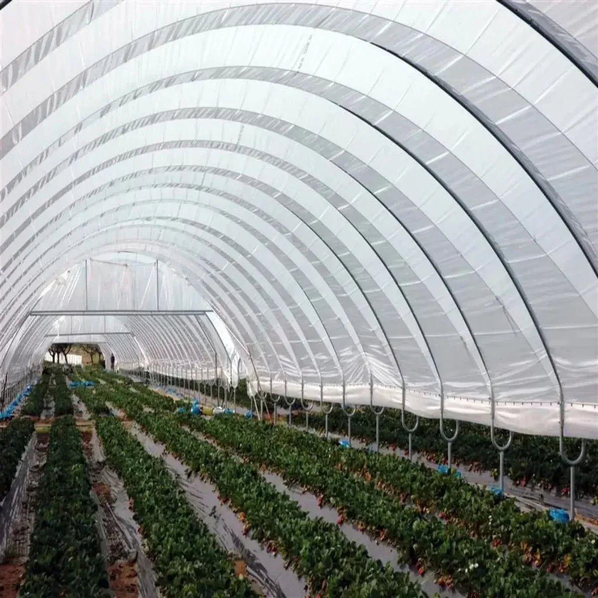 Bootstrap Farmer Greenhouse Woven Plastic 8 mil- Solarig 156