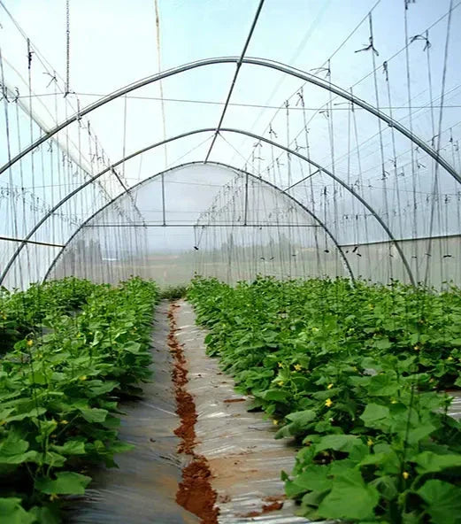 Bootstrap Farmer Greenhouse Woven Plastic 8 mil- Solarig 156